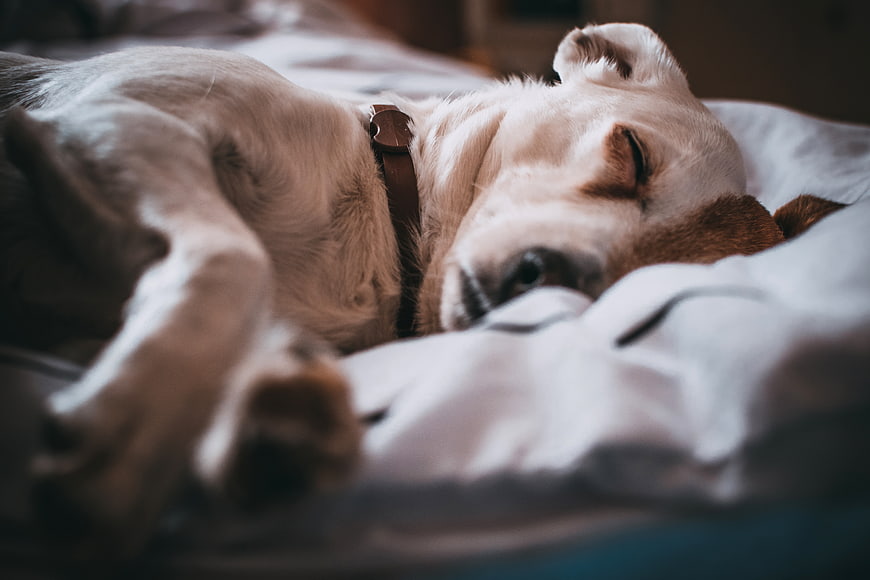 Sleeping White Dog on Bed with Brown Collar