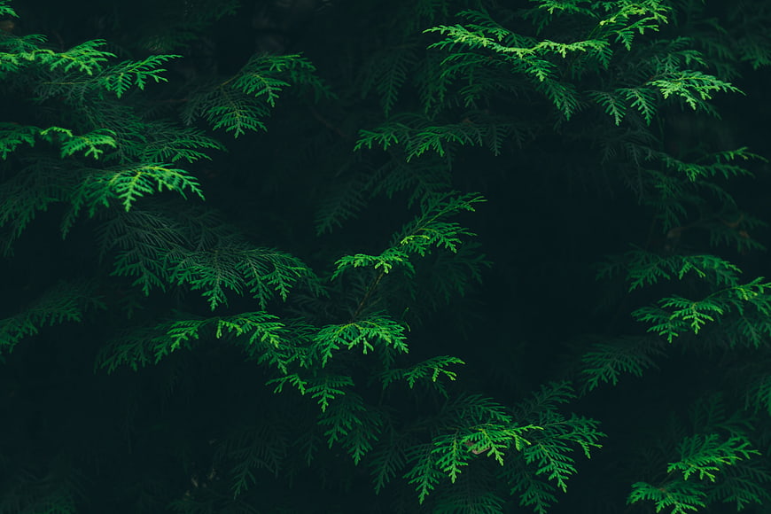 Dark moody evergreen foliage texture background