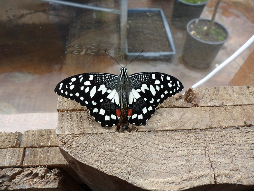 Black and white butterfly resting on rough wooden log