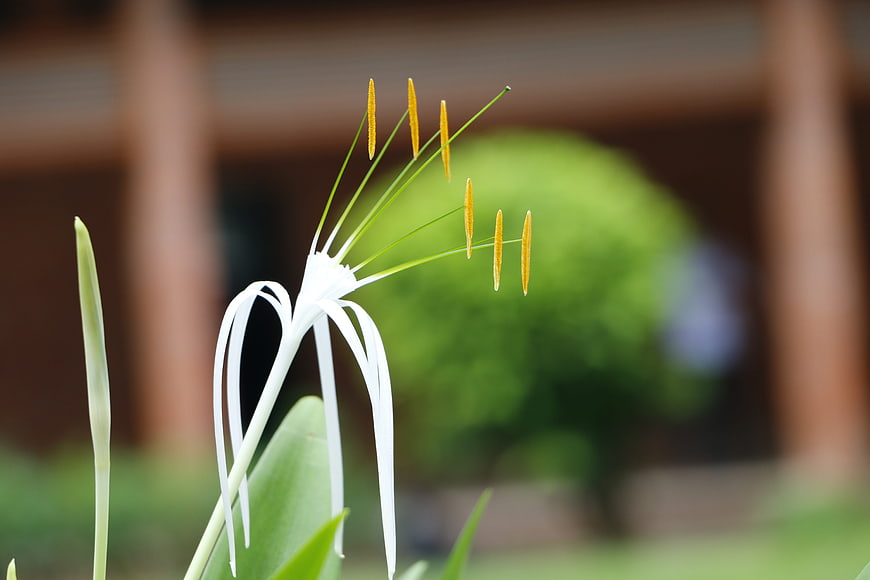 Close-up of White Spider Lily with Yellow Stamens