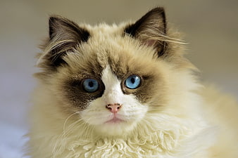 Close-up portrait of a fluffy Ragdoll cat with blue eyes
