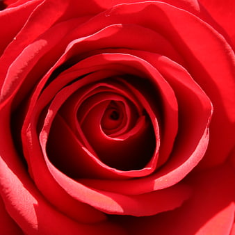 Close-up of a vibrant red rose spiral