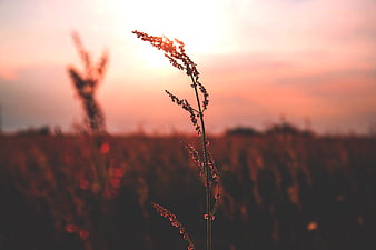 Silhouette of wild grass against a pink sunset sky