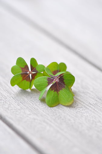 Two four-leaf clovers with dark centers on a white wooden surface