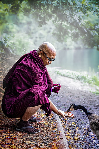 Buddhist monk in maroon robes feeding a goose in a misty park
