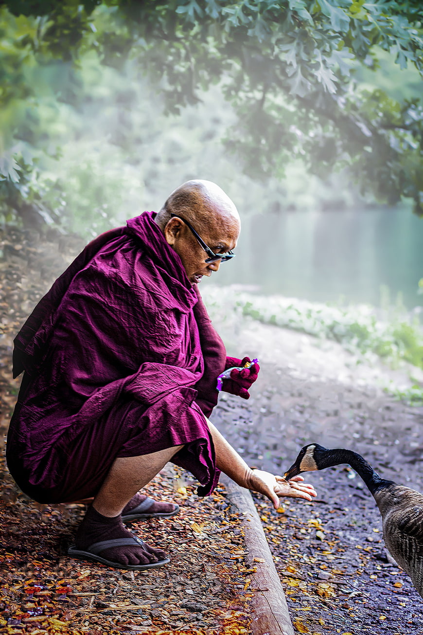 Buddhist monk in maroon robes feeding a goose in a misty park