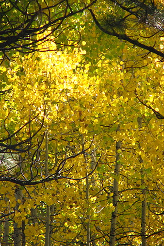 Golden Aspen Leaves in Autumn Forest Sunlight
