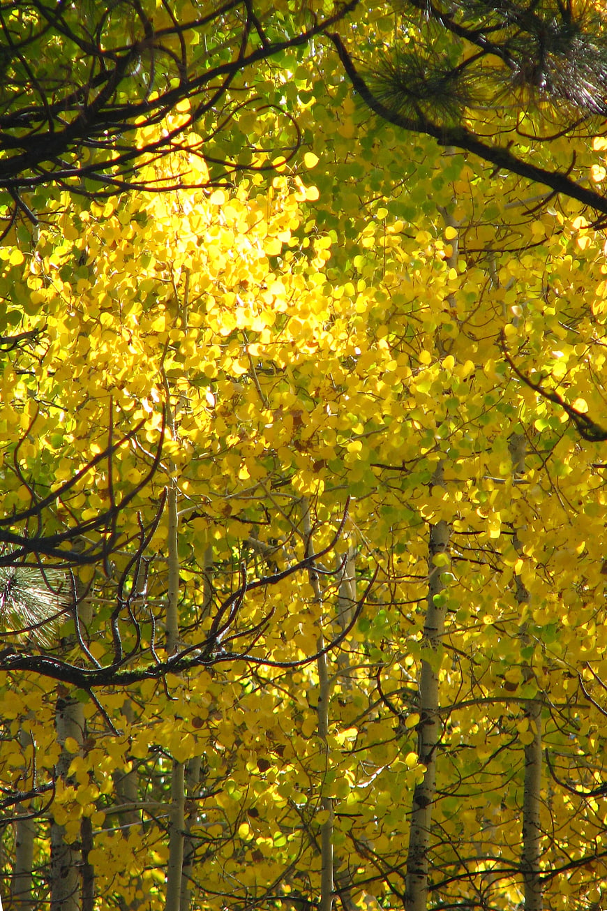 Golden Aspen Leaves in Autumn Forest Sunlight