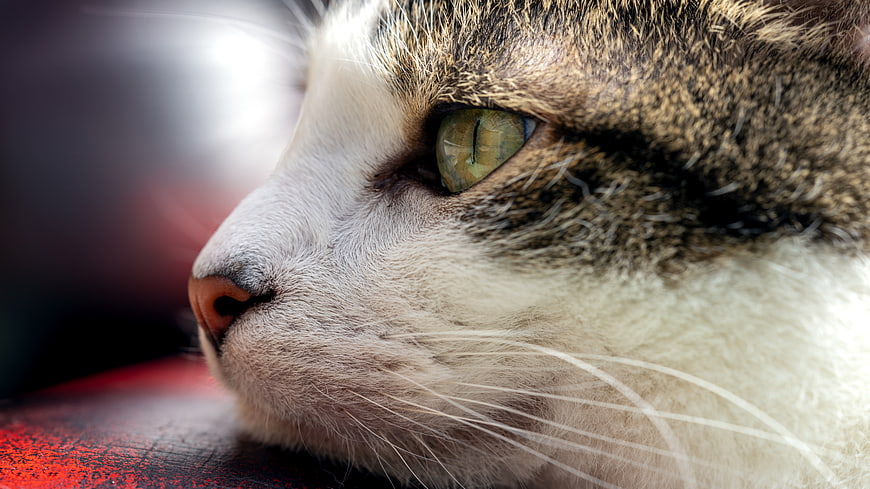 Close-up profile of a tabby and white cat with green eyes