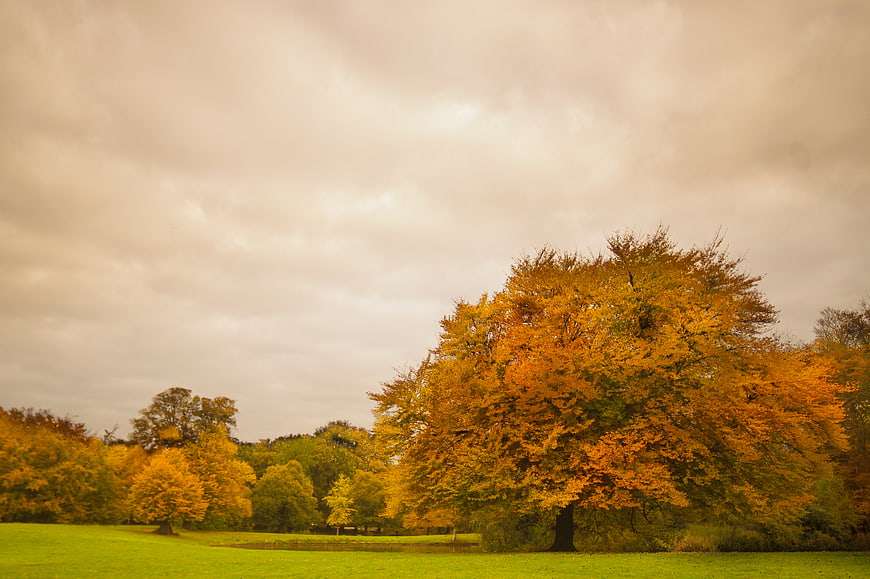Golden autumn tree in park with green grass and cloudy sky