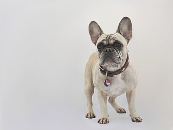French Bulldog Portrait on White Background