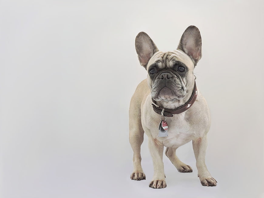 French Bulldog Portrait on White Background
