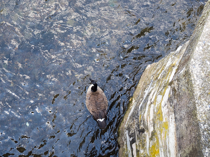Canada Goose Swimming Near Rocky Shore