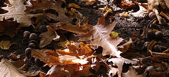 Close-up of dry oak leaves and acorns on forest floor