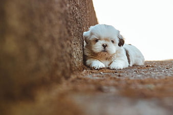 Cute White Puppy Resting by Tree Bark