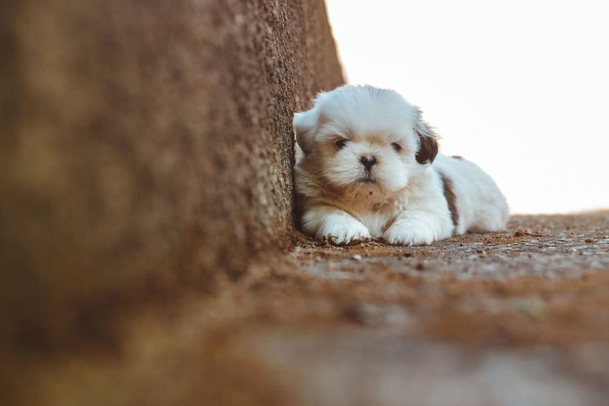 Cute White Puppy Resting by Tree Bark