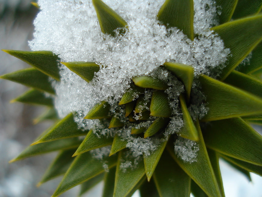 Macro of green pine cone covered in fresh snow crystals
