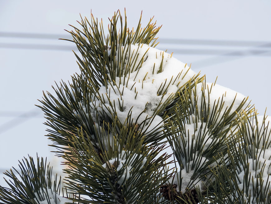 Close-up of Snowy Pine Branch in Winter
