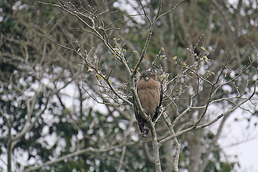 Brown Fish Eagle perched on bare tree branch