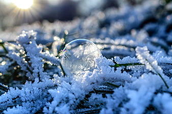 Frozen Soap Bubble on Frosty Pine Branches