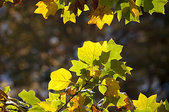 Sunlit yellow and green maple leaves in autumn