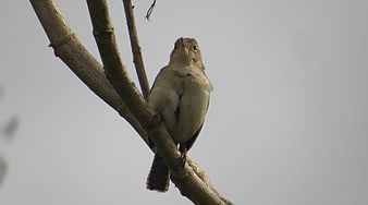 Small brown bird perched on a bare tree branch