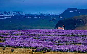 Vibrant Lavender Field with Church and Snowy Mountains