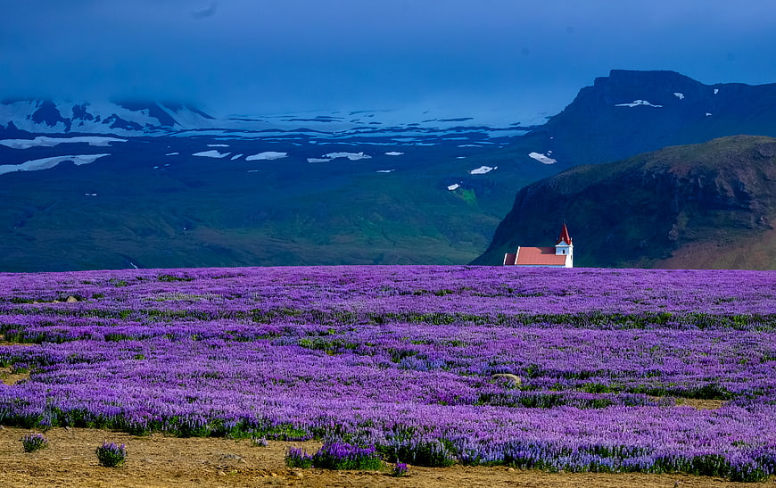 Vibrant Lavender Field with Church and Snowy Mountains