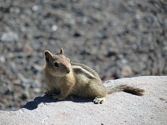 Cute chipmunk sitting on a rock in nature