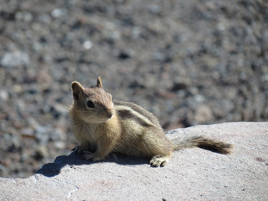 Cute chipmunk sitting on a rock in nature