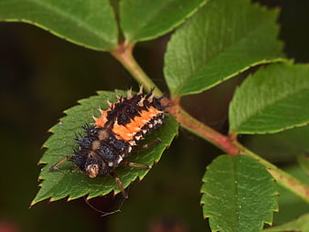 Macro of a ladybug larva on a green leaf