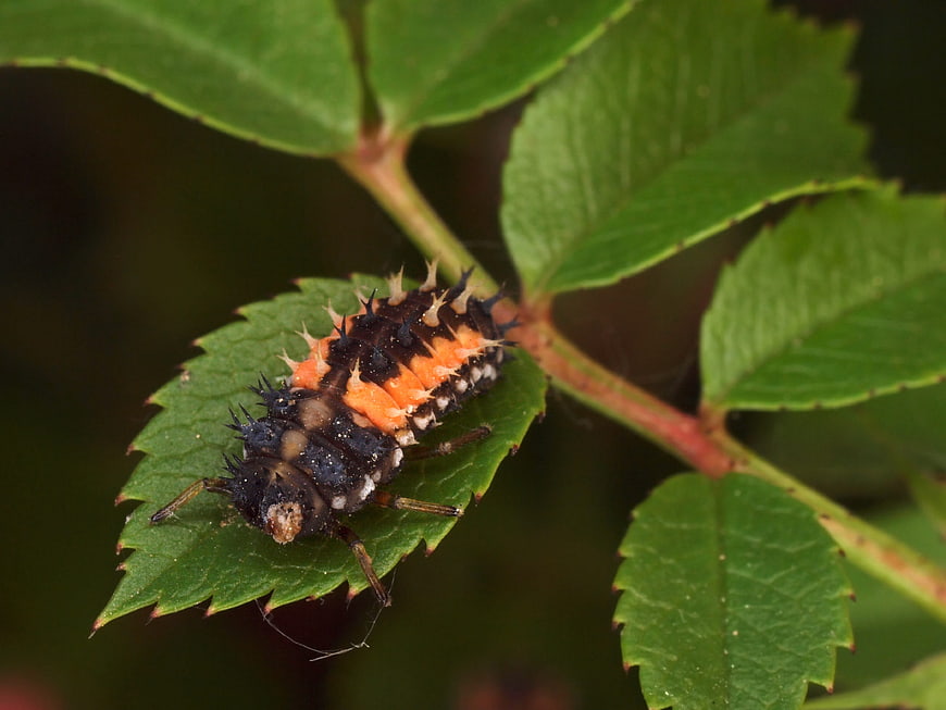 Macro of a ladybug larva on a green leaf