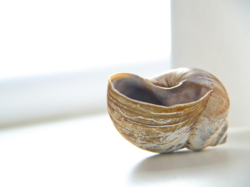 Close-up of a textured spiral seashell on a white surface