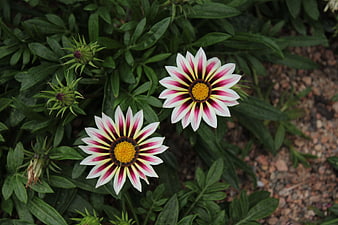 Gazania flowers with white and red petals in garden