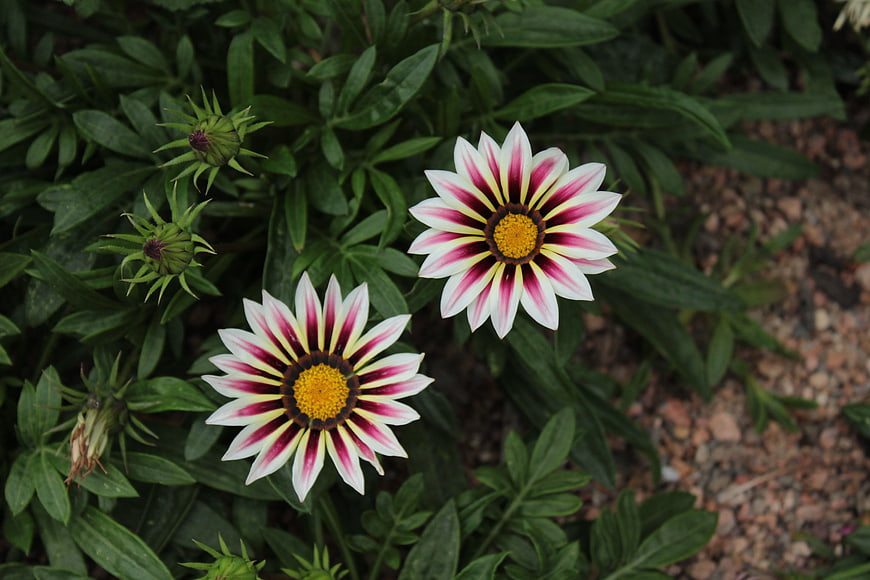 Gazania flowers with white and red petals in garden