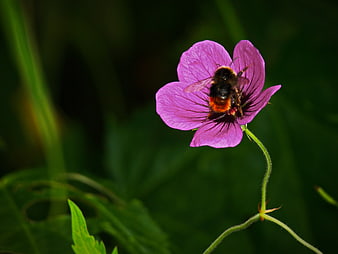 Bumblebee Pollinating Pink Wildflower in Garden