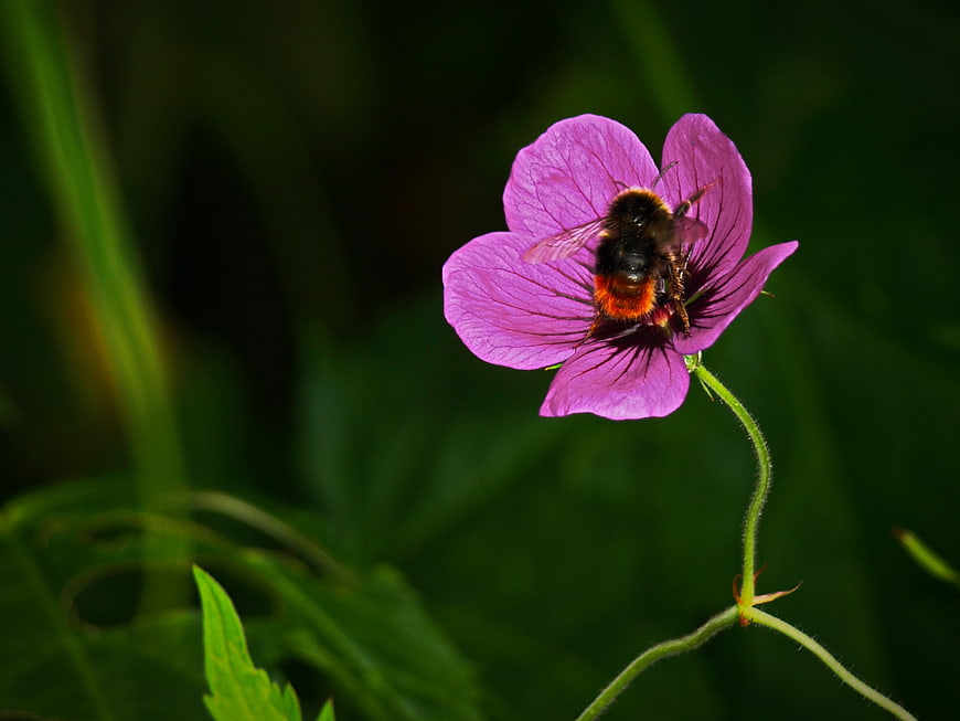 Bumblebee Pollinating Pink Wildflower in Garden