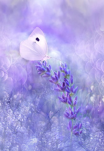 White Butterfly on Lavender in Dreamy Purple Bokeh