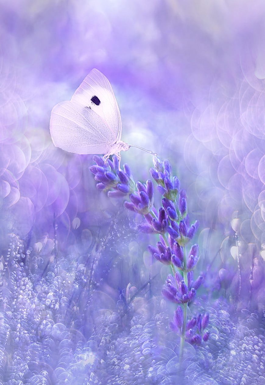 White Butterfly on Lavender in Dreamy Purple Bokeh