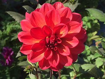 Vibrant Red Dahlia Flower in Sunlight