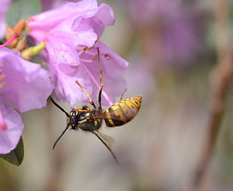 Close-up of a wasp on a pink rhododendron flower