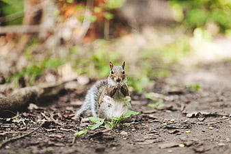 Cute squirrel eating nut on forest floor