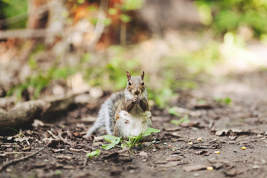 Cute squirrel eating nut on forest floor