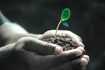 Hands holding soil with small green seedling sprout