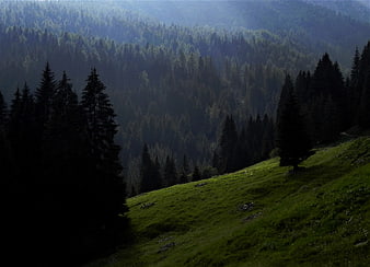 Misty Mountain Forest with Sunlit Green Meadow
