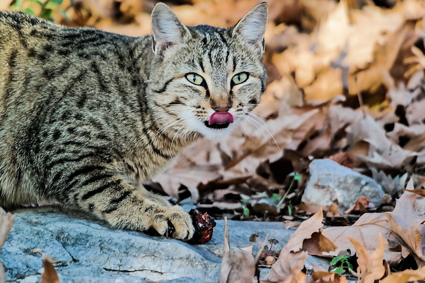 Tabby cat licking lips on rock in autumn leaves