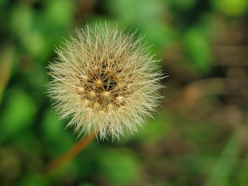 Close-up of a Dandelion Seed Head in Nature