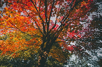 Vibrant Autumn Tree Canopy with Red and Orange Leaves