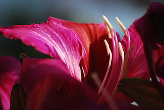 Close-up of vibrant pink amaryllis flower petals