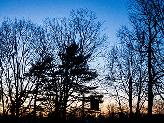Silhouetted Trees Against Blue and Orange Sunset Sky